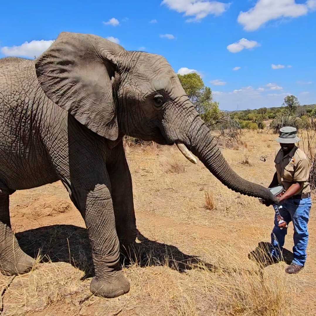 Zambezi the African elephant strumming the banjo